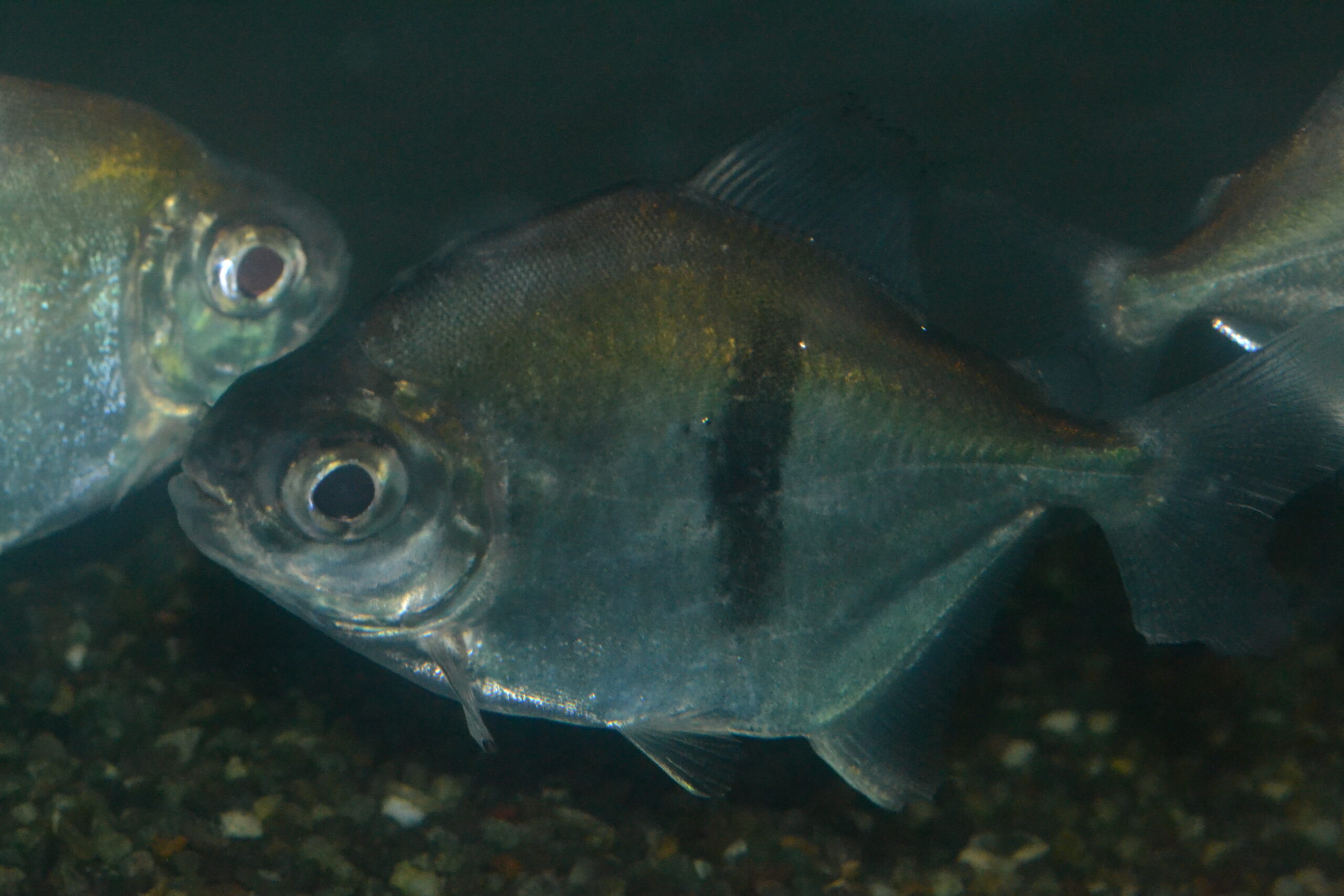 ブラックバンデッドメチニス 細バンド